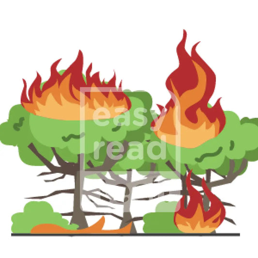 Tree On Fire
